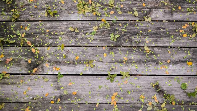 Forest After Rain